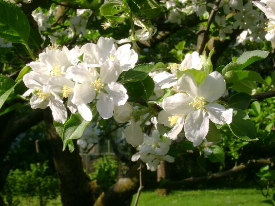 fiori di melo