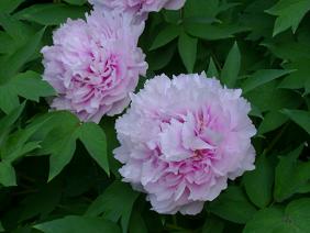 peonie