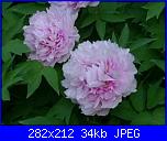 members/casamiacasamia/albums/il-mio-giardino/169687-peonie.JPG