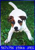 members/gianfranca/albums/la-mia-cagnolina-shiva/148560-monella.jpg