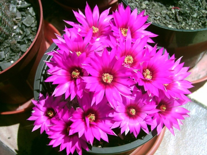 Mammillaria guelzowiana