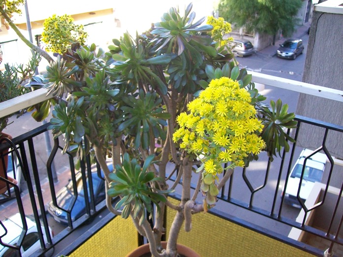 Aeonium schwarzkpoff