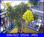 members/orange-juice/albums/le-mie-piante/76343-aeonium-schwarzkpoff.JPG