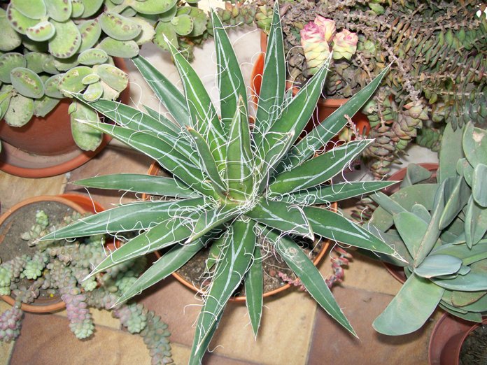 Agave filifera