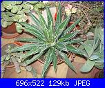 members/orange-juice/albums/le-mie-piante/76344-agave-filifera.jpg
