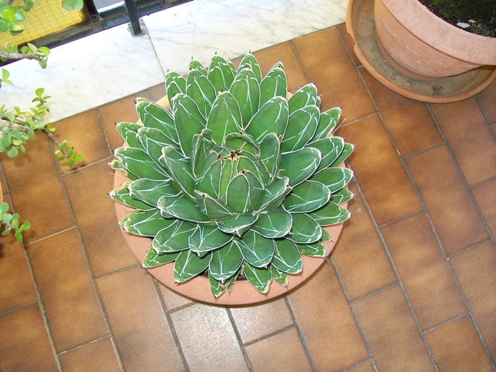Agave victoria-regina