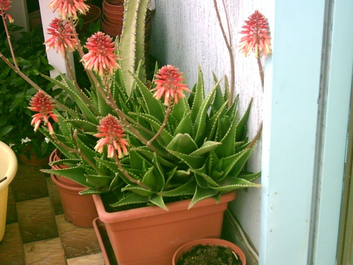 Aloe arborescens