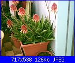 members/orange-juice/albums/le-mie-piante/76346-aloe-arborescens.JPG