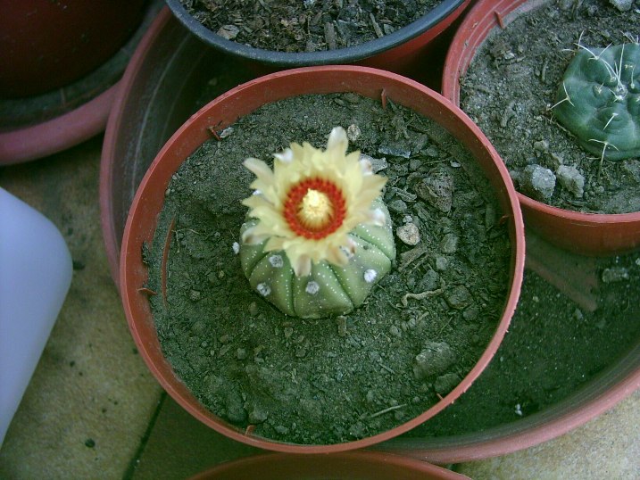 Astrophitum asterias