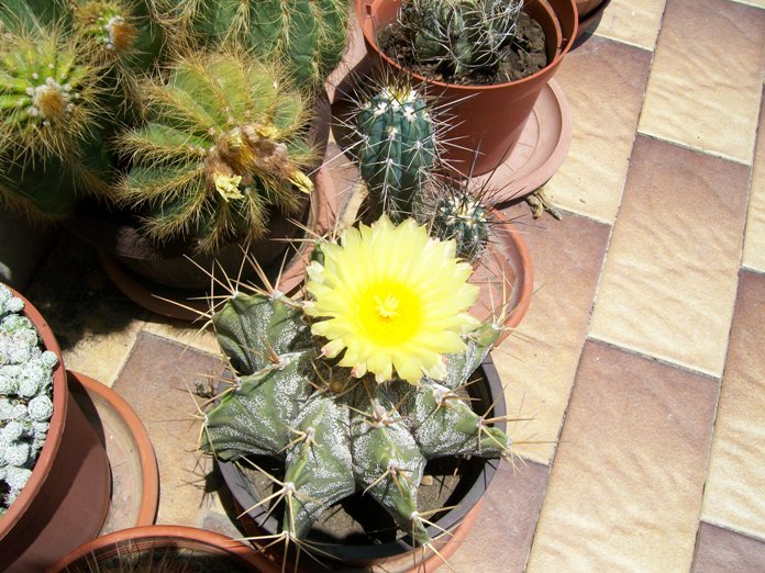 Astrophytum  ornatum