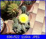 members/orange-juice/albums/le-mie-piante/76348-astrophytum-ornatum.jpg