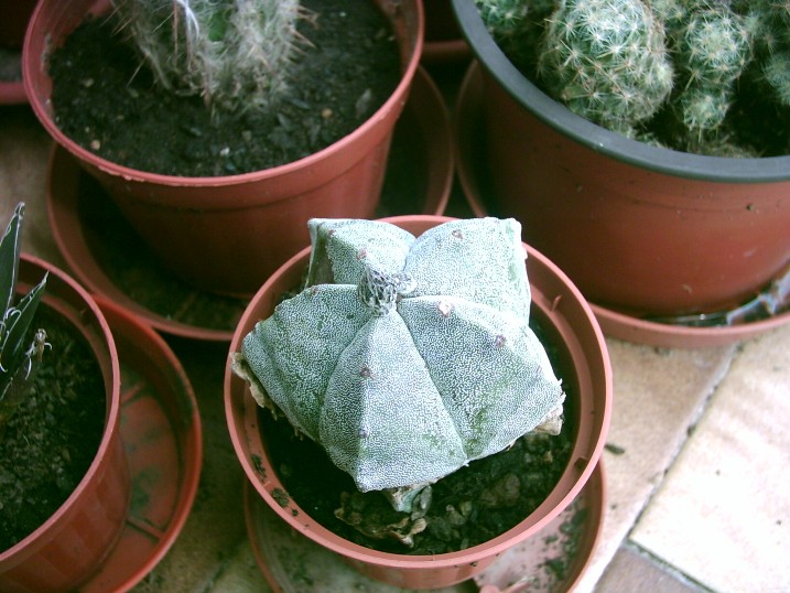 Astrophytum miriostigma