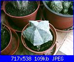 members/orange-juice/albums/le-mie-piante/76349-astrophytum-miriostigma.jpg