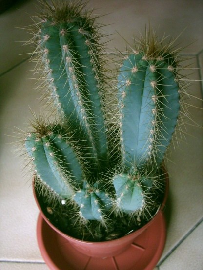 Cereus peruvianus