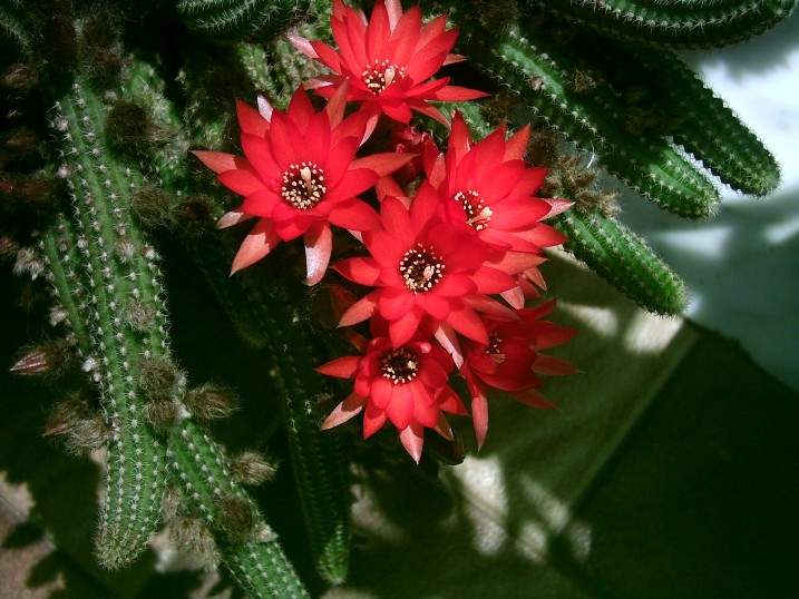 Chamaecereus silvestrii