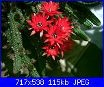 members/orange-juice/albums/le-mie-piante/76353-chamaecereus-silvestrii.jpg