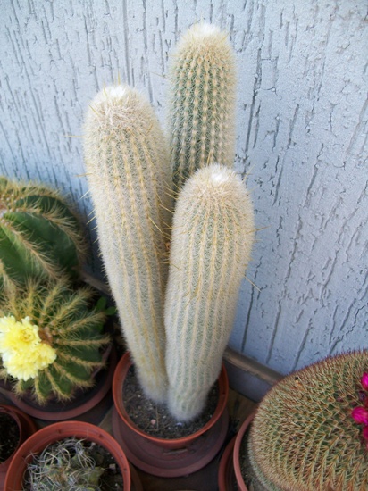 Cleistocactus straussii