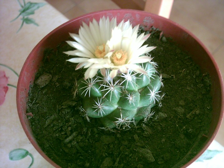 Coryphantha calipensis