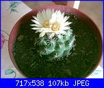 members/orange-juice/albums/le-mie-piante/76408-coryphantha-calipensis.jpg