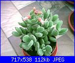 members/orange-juice/albums/le-mie-piante/76409-cotyledon-tomentosa.jpg