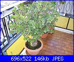 members/orange-juice/albums/le-mie-piante/76412-crassula-ovata.JPG