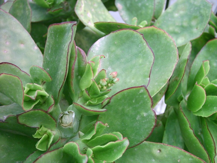 Ctyledon macrantha
