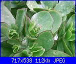 members/orange-juice/albums/le-mie-piante/76413-ctyledon-macrantha.jpg