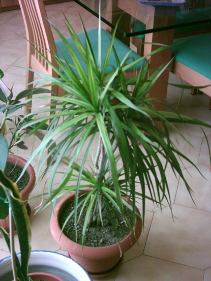 Dracena marginata