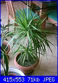 members/orange-juice/albums/le-mie-piante/76414-dracena-marginata.JPG