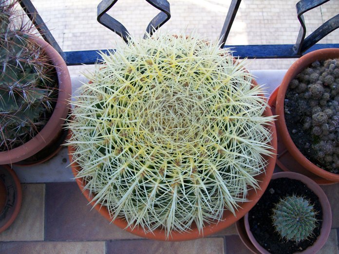 Echinocactus grusonii