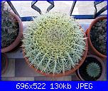 members/orange-juice/albums/le-mie-piante/76415-echinocactus-grusonii.jpg