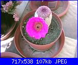 members/orange-juice/albums/le-mie-piante/76433-echinocereus-rigidissimus-rubra.jpg