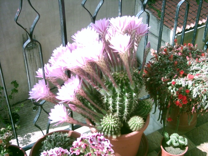 Echinopsis oxygona
