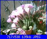members/orange-juice/albums/le-mie-piante/76434-echinopsis-oxygona.jpg