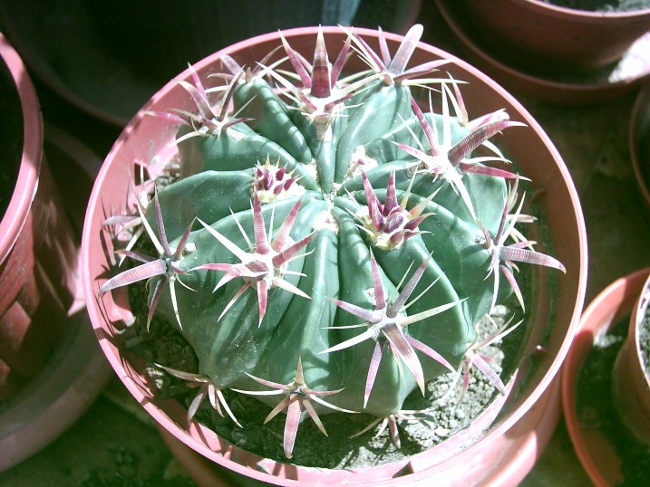 Ferocacrus latispinus