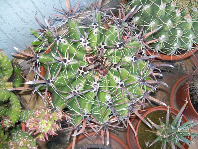 Ferocactus herrerae