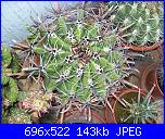 members/orange-juice/albums/le-mie-piante/76437-ferocactus-herrerae.jpg