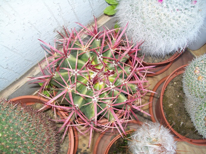Ferocactus stainensis v. pilosus