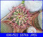 members/orange-juice/albums/le-mie-piante/76438-ferocactus-stainensis-v-pilosus.jpg