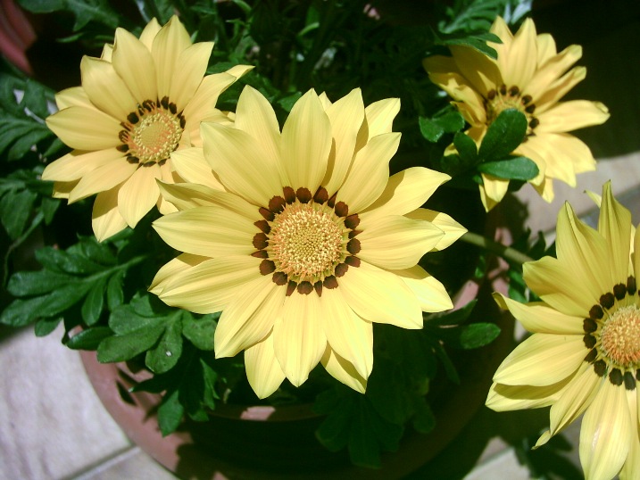 Gazania