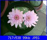 members/orange-juice/albums/le-mie-piante/76440-gymnocalycium-horsty.jpg