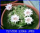 members/orange-juice/albums/le-mie-piante/76441-gymnocalycium-saglionis.jpg