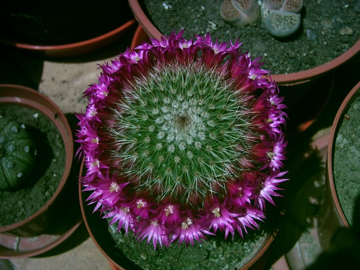 Mammillaria backbergiana
