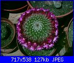 members/orange-juice/albums/le-mie-piante/76447-mammillaria-backbergiana.jpg