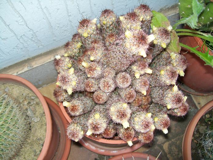 Mammillaria elongata rubra