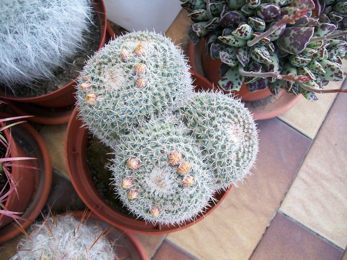 Mammillaria perbella