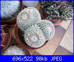 members/orange-juice/albums/le-mie-piante/76449-mammillaria-perbella.jpg