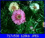 members/orange-juice/albums/le-mie-piante/76472-portulaca-grandiflora.JPG