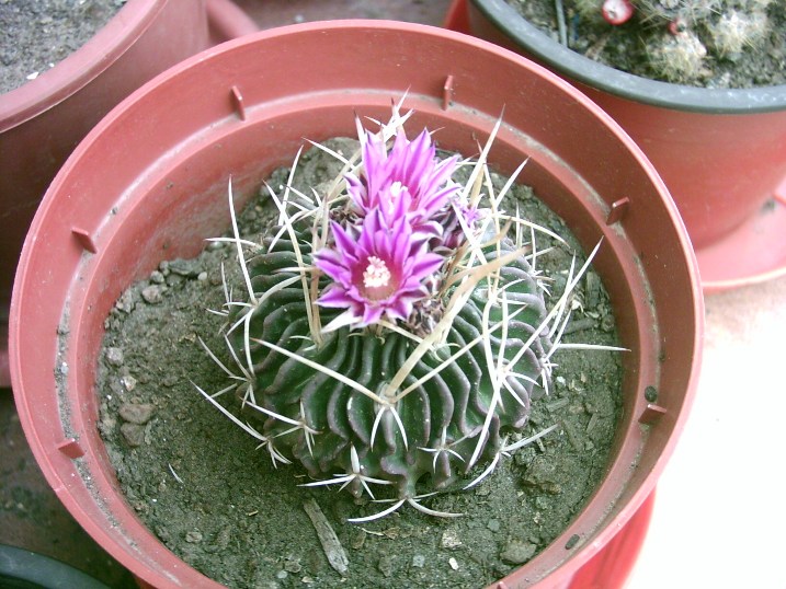 Stenocactus erectocentrus