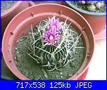 members/orange-juice/albums/le-mie-piante/76473-stenocactus-erectocentrus.jpg